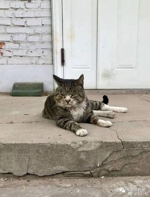 网红猫老师,萌宠界的“网红达人”