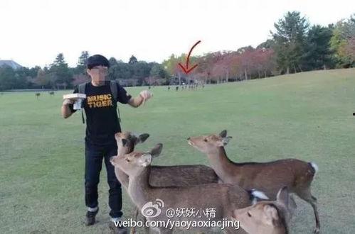 远方的小鹿头条视频,探寻神秘鹿群，揭秘自然奇观