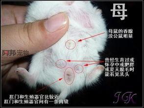 麻料的公母怎么样看,揭秘纤维世界的性别奥秘